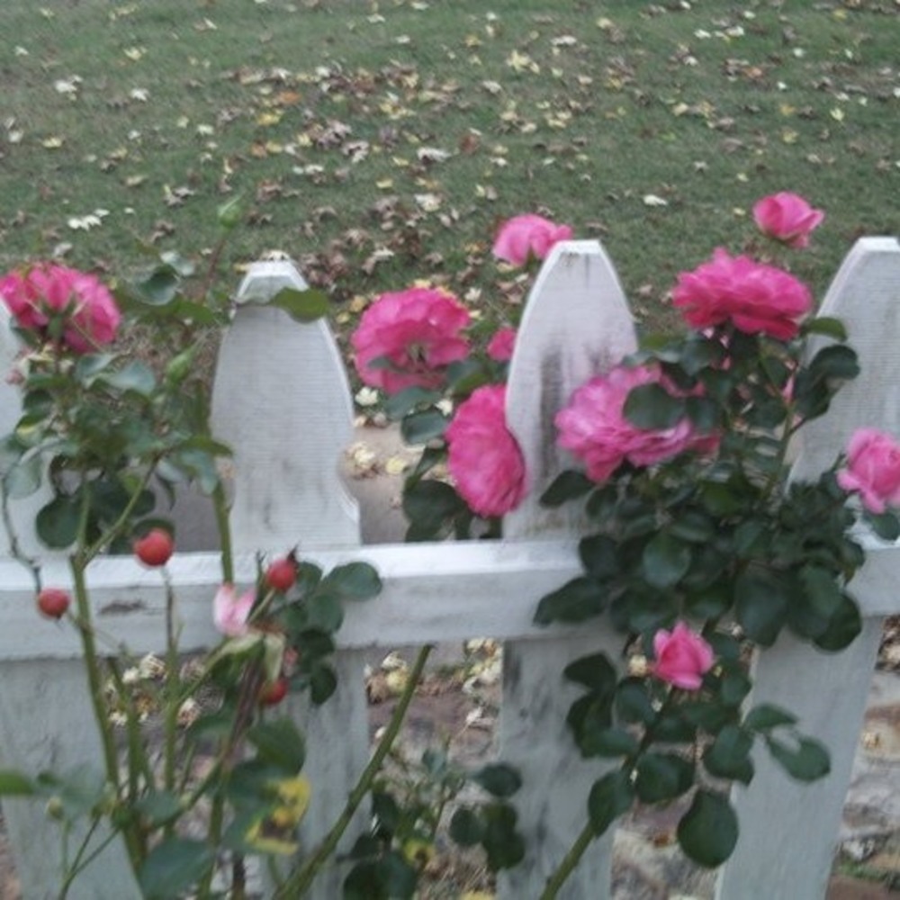 Meet your Posher, Sherrie